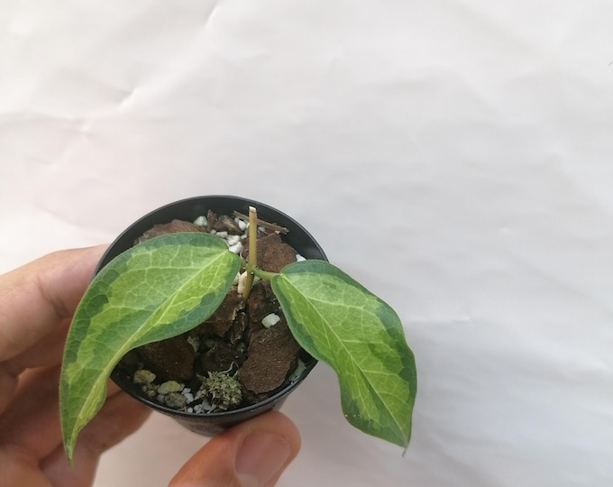 Hoya Dennisii Frida