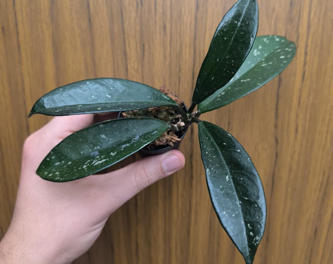 Hoya AH 074