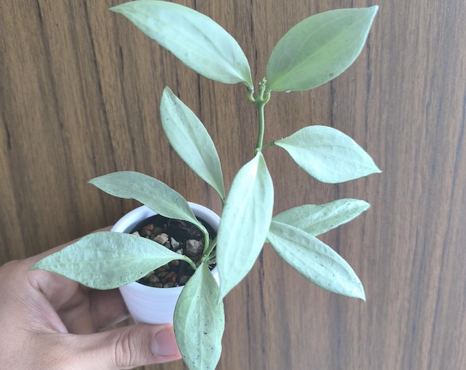 Hoya New Guinea Ghost Full Silver