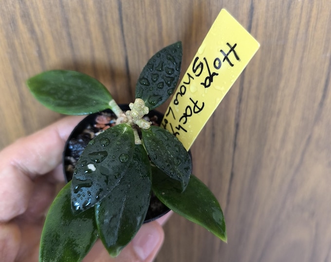 Hoya Pachyclada snow lotus
