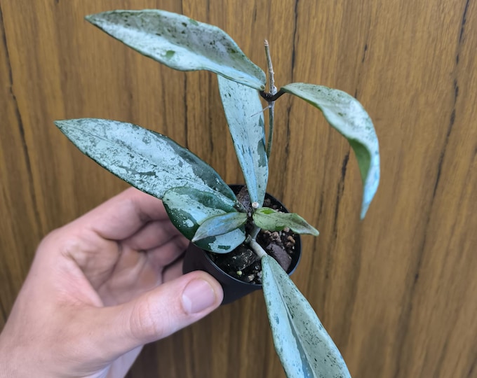 Hoya Carnosa Wilbur Graves China