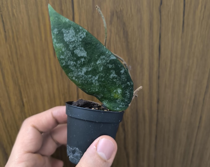 Hoya Caudata Big Green