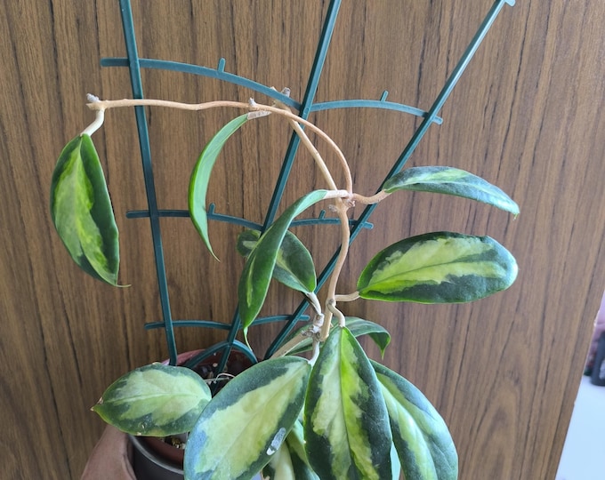 Hoya Incrassata Moon Shadow 'Variant'