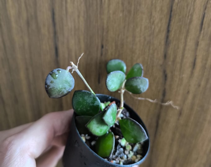 Hoya Camelae