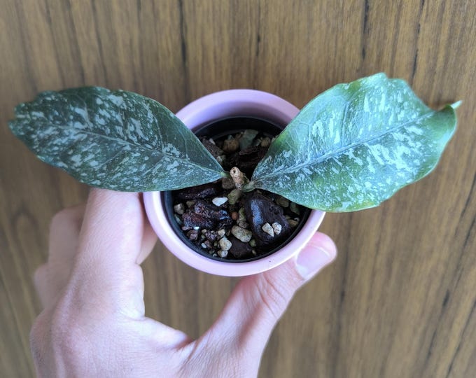 Hoya Cysthianta Splash