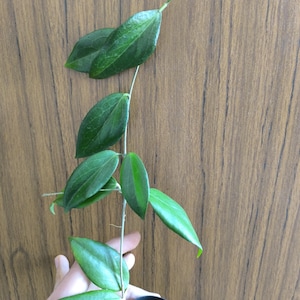 Hoya Cutis-Porcelana