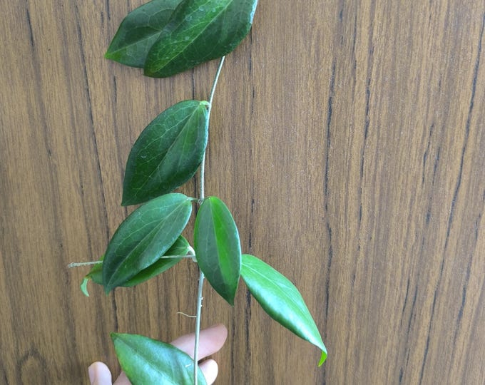 Hoya Cutis-Porcelana