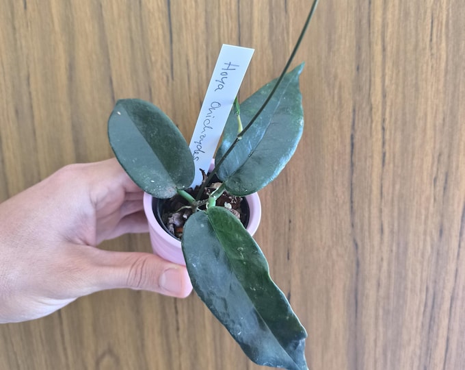 Hoya Onichoydes