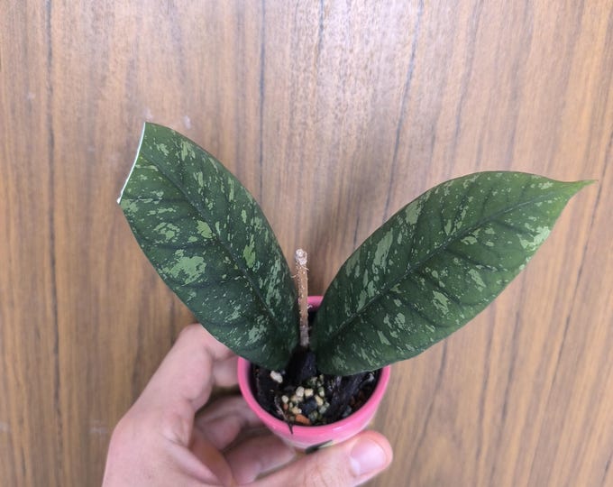 Hoya Meredithii Aceh Splash