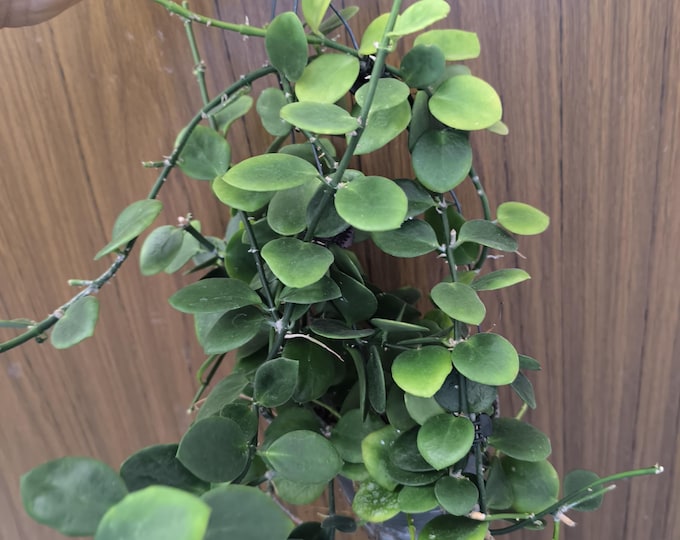 Hoya biakensis splash