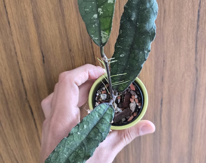 Hoya clemensiorum Indonesia (long leaf splash)