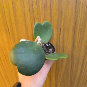 Hoya kerrii