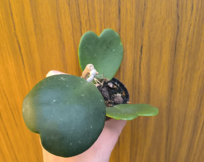 Hoya kerrii