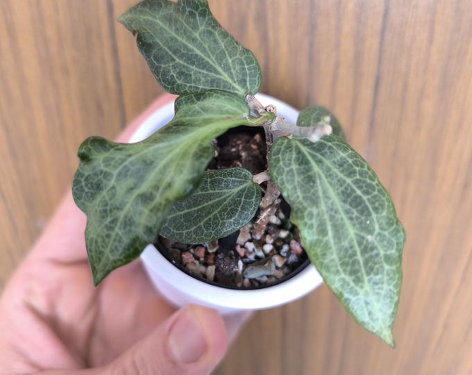 Hoya fitchii