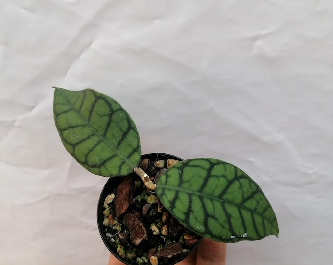 Hoya Callistophylla