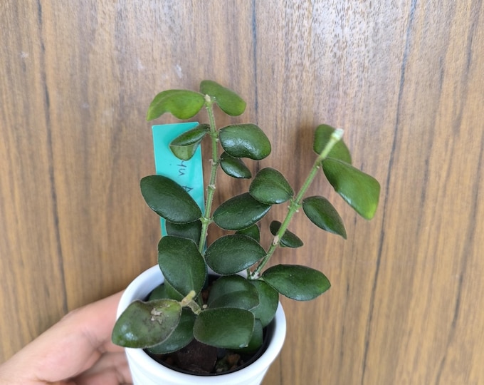 Hoya Aeschynanthoides