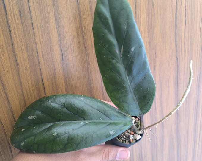 Hoya Vitellinoides