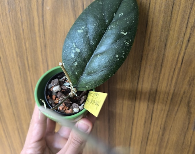 Hoya sp. aff Forbesii