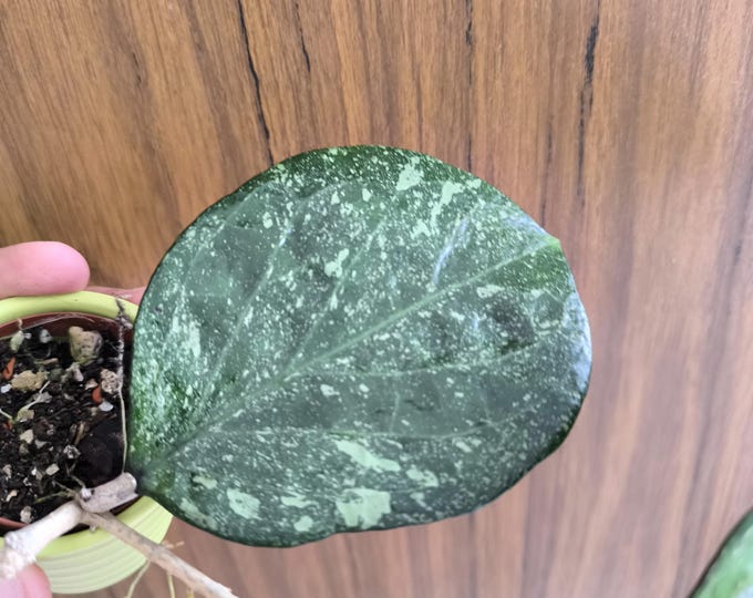 Hoya Michael Splash