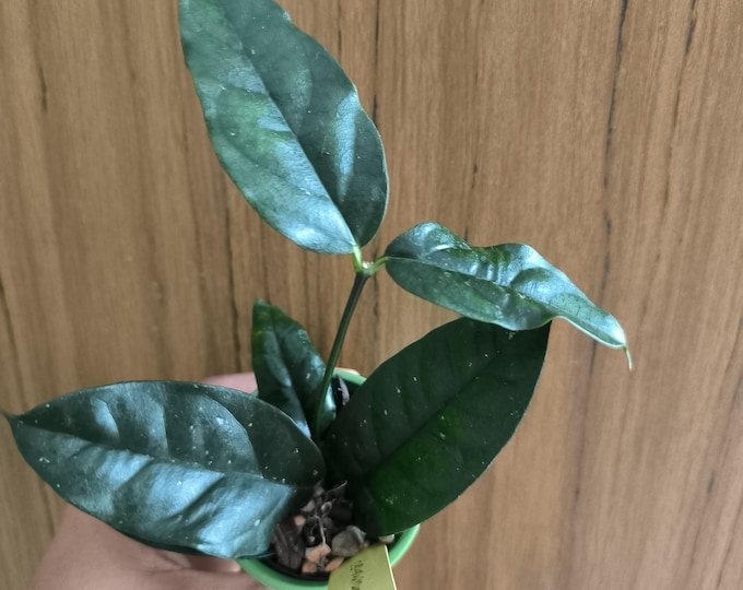 Hoya Danumensis UT 174
