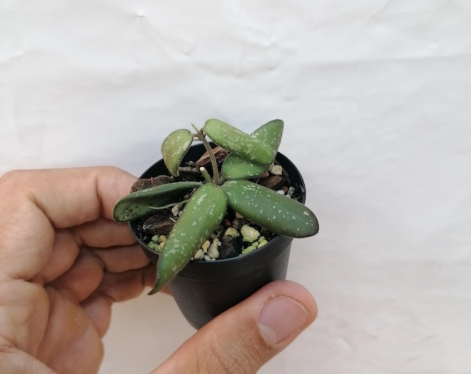 Hoya sigillatis VL9