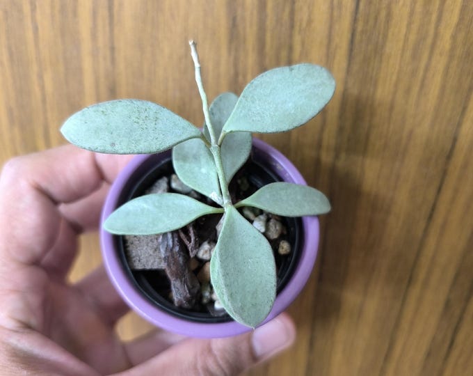 Hoya Nummularioides Silvar