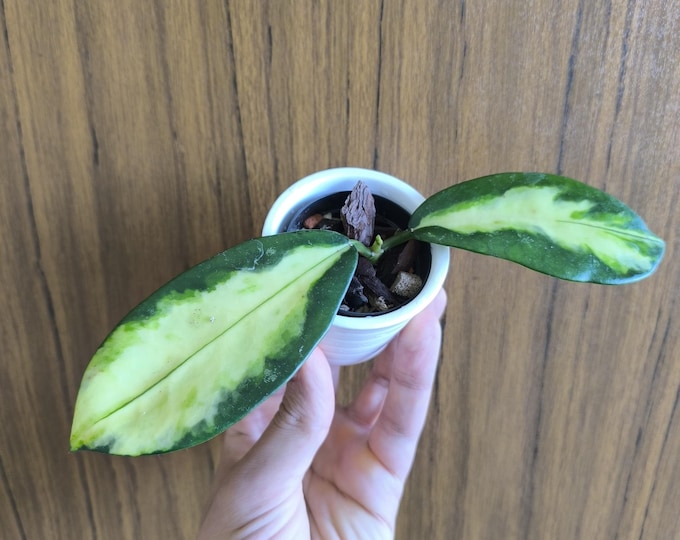 Hoya Diversifolia Maharani