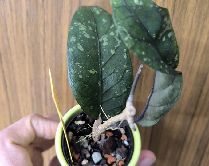 Hoya sp. Gayo