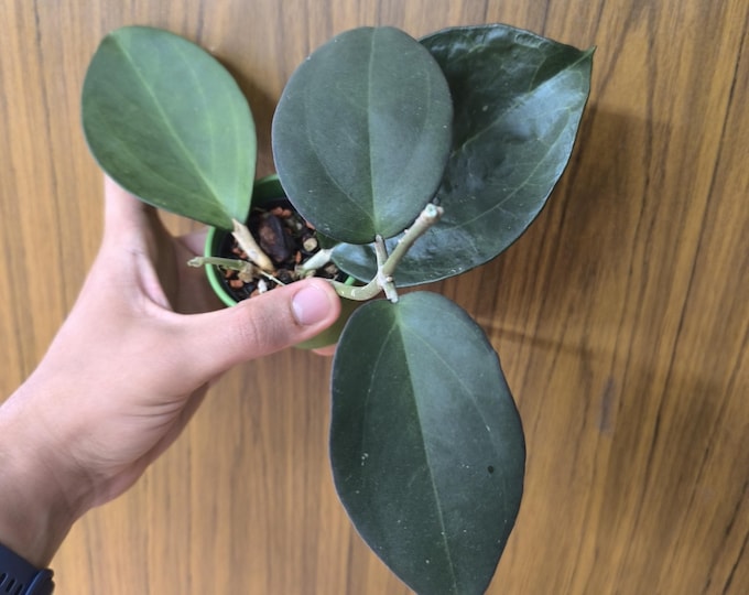 Hoya Icensis 023