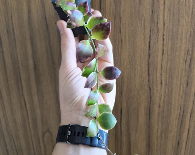 Hoya Heuschkeliana Albomarginata