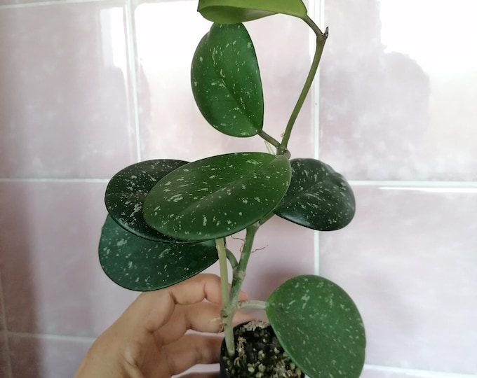 Hoya Obovata splash