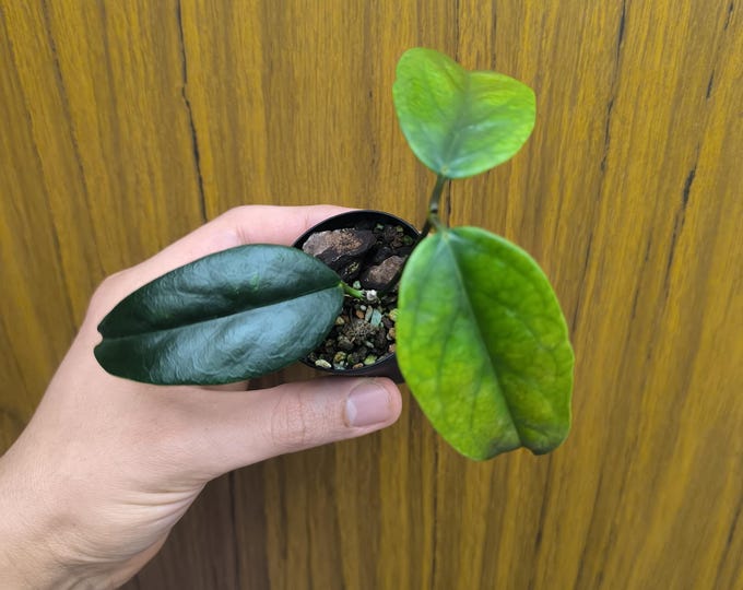 Hoya Fraterna Chewiorum