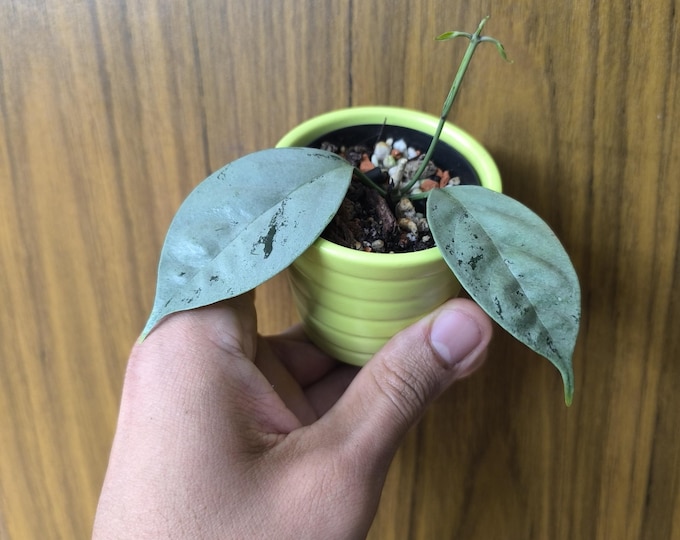 Hoya Coriacea Silver