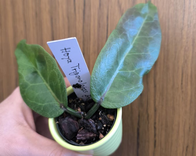 Hoya Triginilobos IML 1731