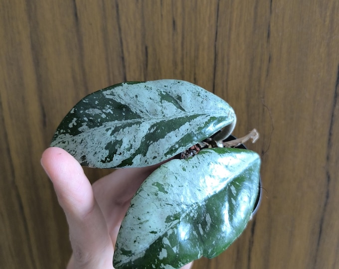 Hoya Carnosa Wilbur Graves