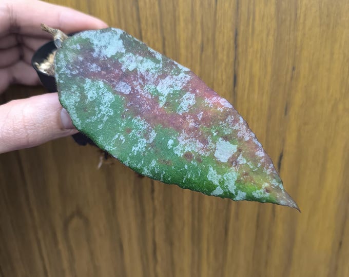 Hoya Caudata Silver