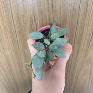 Könnte beinhalten: Eine kleine Topfpflanze mit ovalen, graugrünen Blättern. Die Pflanze befindet sich in einem rosa Topf und wird in einer Hand gehalten. Der Hintergrund ist eine Holzoberfläche.