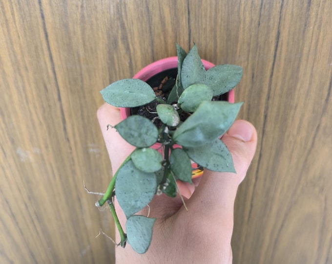 Hoya lacunosa 'West Java Snow