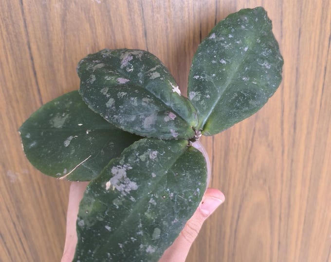 Hoya Undulata