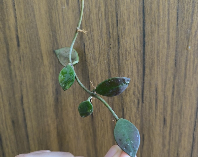 Hoya Sipitanensis unconscious