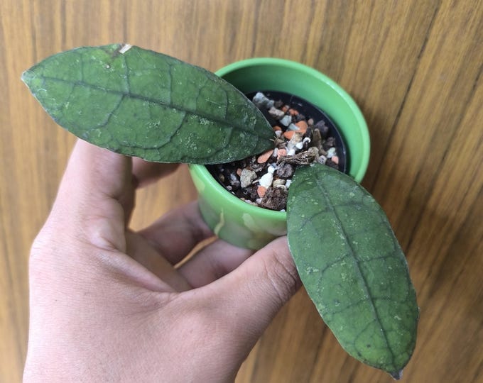 Hoya sp. Lara Iskander