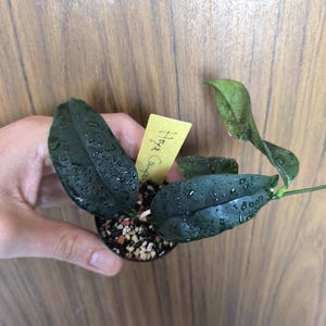 Hoya Campanulata