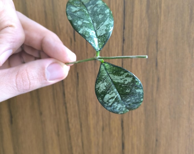 Hoya Crassipetiolata Splash from Vietnam