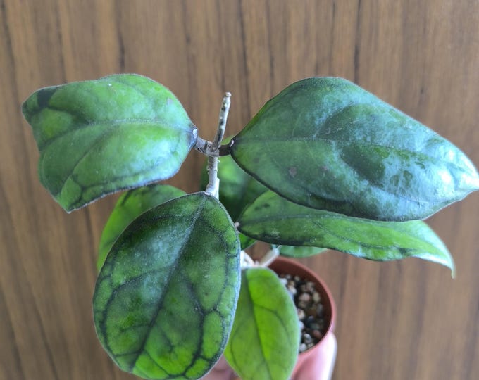 Hoya NAP 010 (Indonesia)