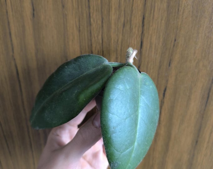 Hoya Calycina