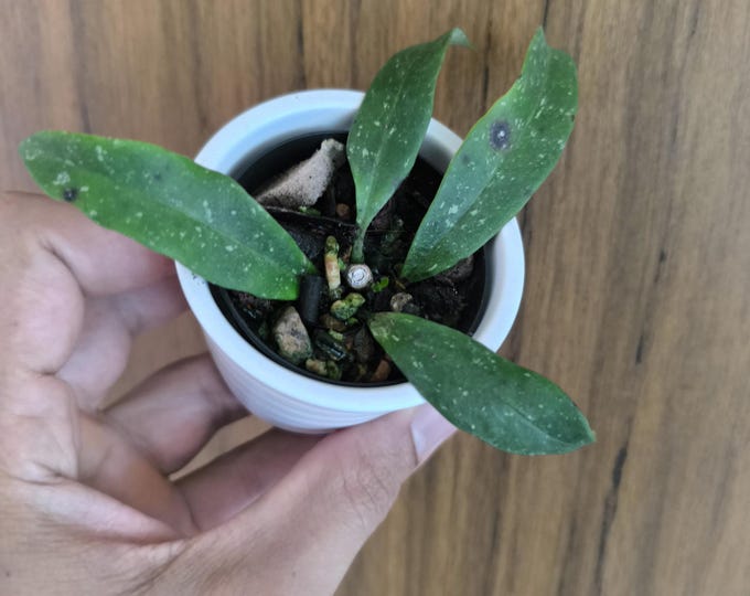 Hoya Multiflora Splash