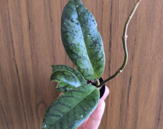 Hoya Callistophylla Lemonage