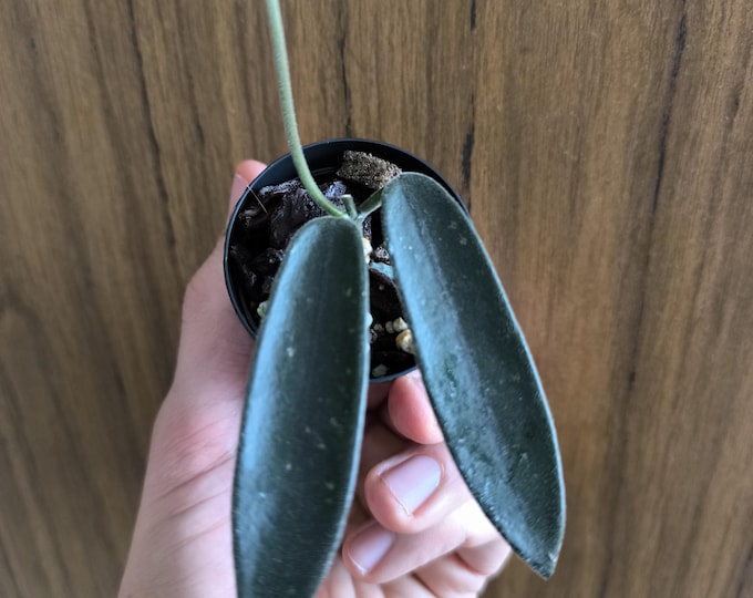 Hoya Lyi Bend China White Flower
