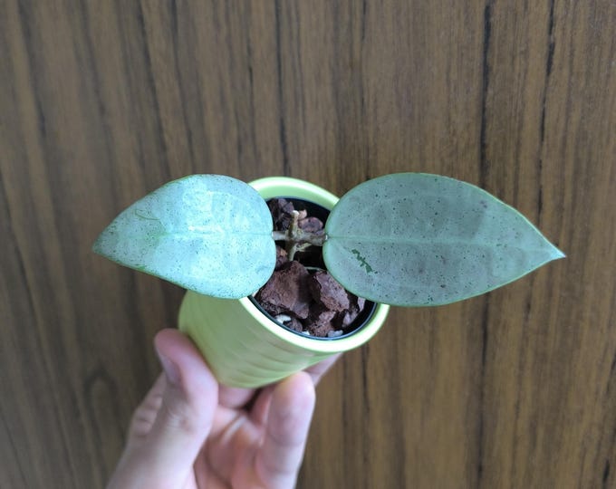 Hoya Verticillata Silver