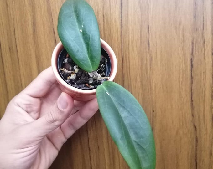 Hoya sylvestris